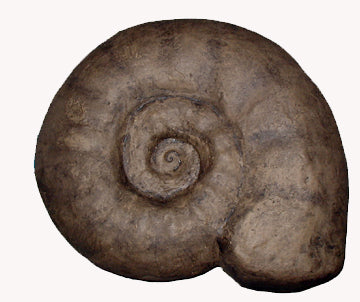 Ammonite: Largest Ammonite cast available anywhere