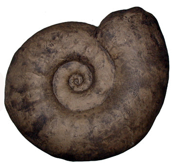 Ammonite: Largest Ammonite cast available anywhere