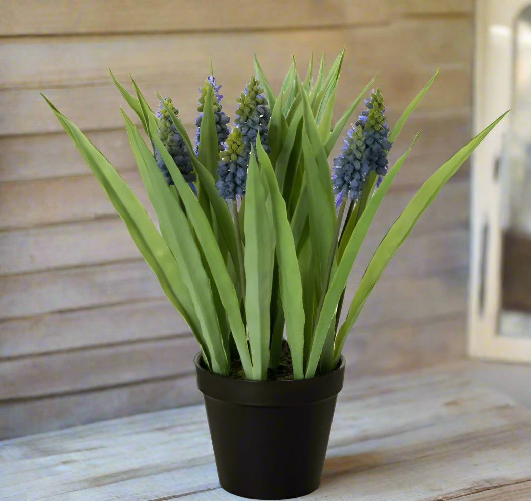 #28229POT Potted Grape Hyacinth 6x6x14In