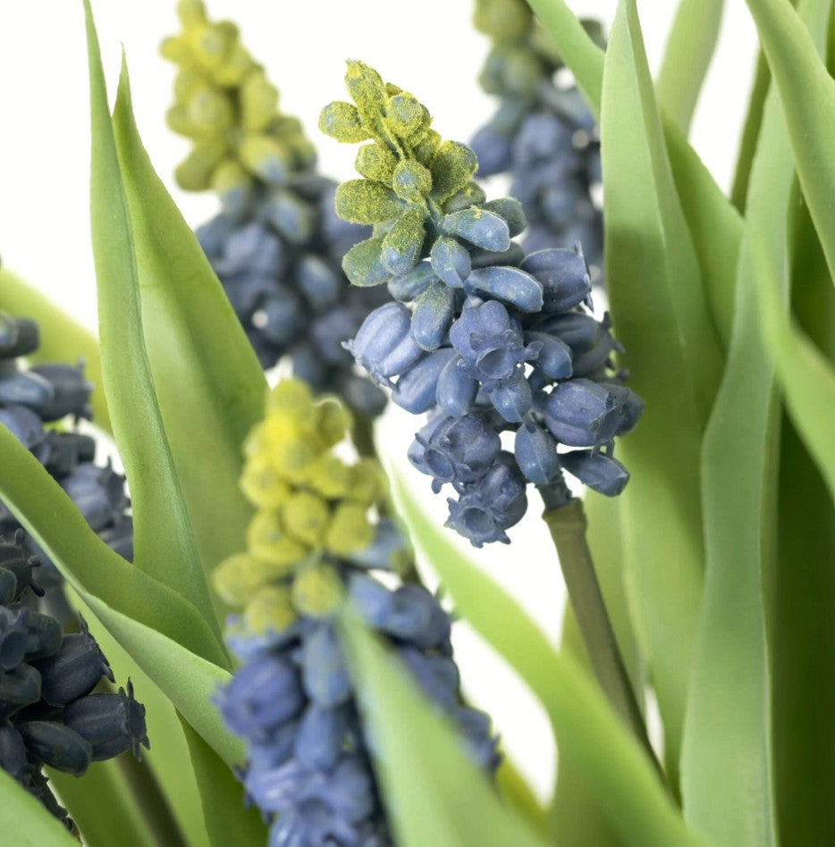#28229POT Potted Grape Hyacinth 6x6x14In