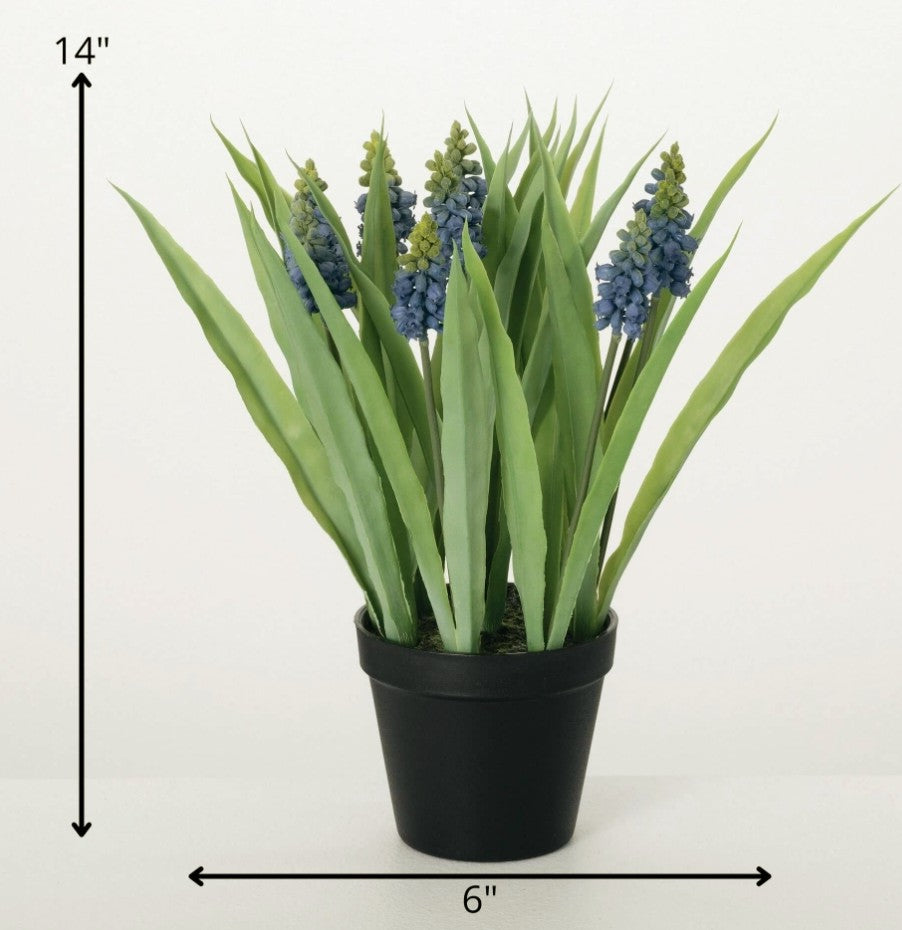#28229POT Potted Grape Hyacinth 6x6x14In
