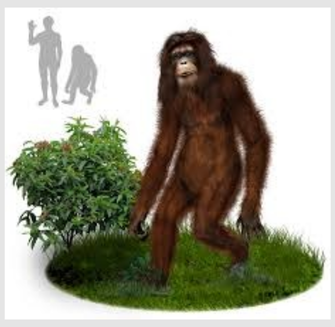 2013(?) Orang Pendek #4 Footprint cast replica #4