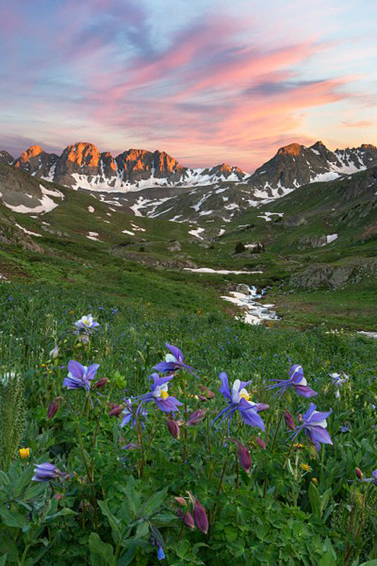 American Basin Wildflowers Near Lake City 5 Art Prints by Rob Greebon Artist