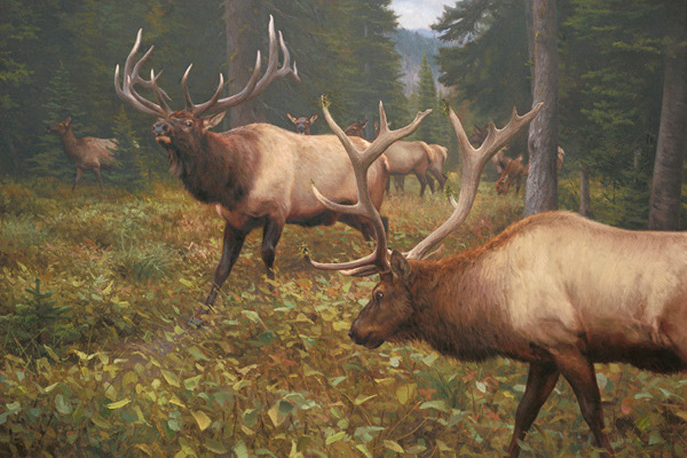 A Meeting of the Heavyweights Elk by Kyle Sims