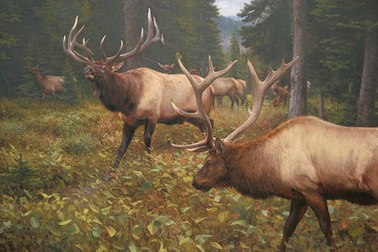 A Meeting of the Heavyweights Elk by Kyle Sims