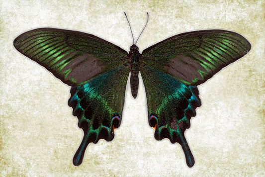 Alpine Black Swallowtail Art Prints by Richard Reynolds