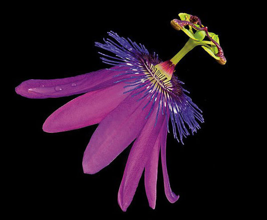 Amethyst Passionflower - Art Prints by Richard Reynolds
