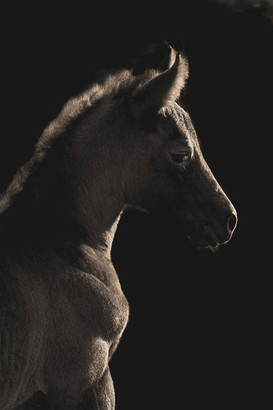 A Moment in Time Horse Art Prints by Robert Dawson Artist