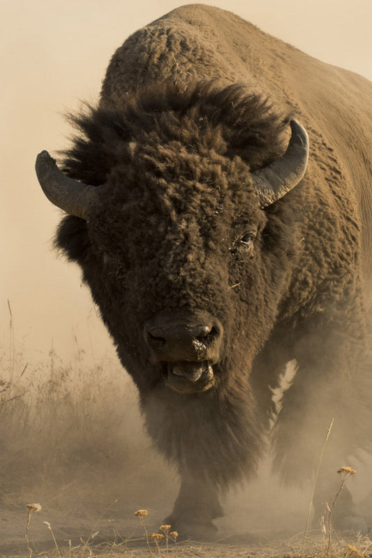 American Buffalo Art Prints by Robert Dawson